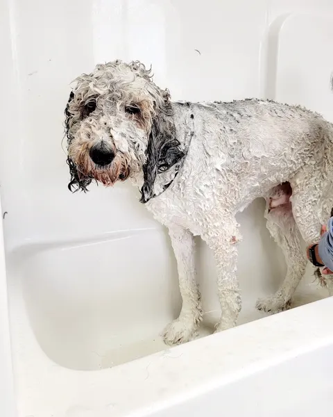 A curly gray and white doodle getting washed in the tub