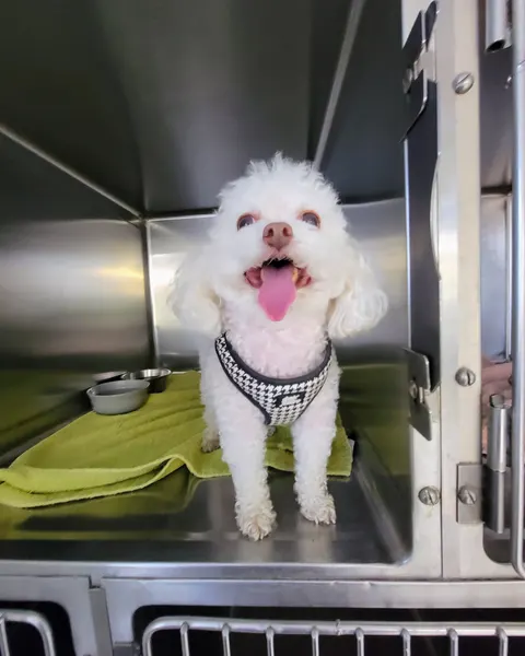 A small white dog in a harness, freshly groomed, in a clean steel kennel