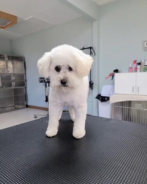 A small white dog with a fresh round trim standing on the grooming table