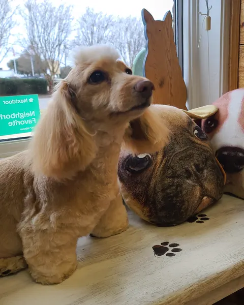 A blond spaniel with a neat trim sitting by the shop's front window