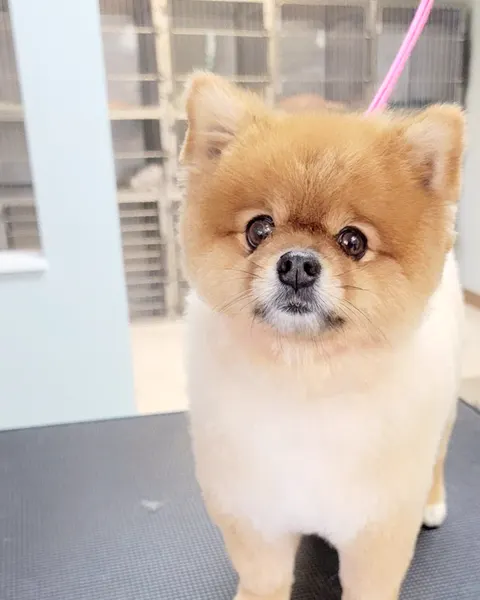 An orange Pomeranian with a round, fluffy trim on the grooming table