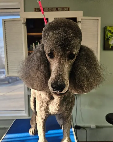 A gray standard poodle with a full topknot and long ears on a blue grooming table